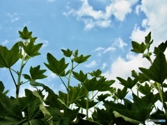 天までは届かない