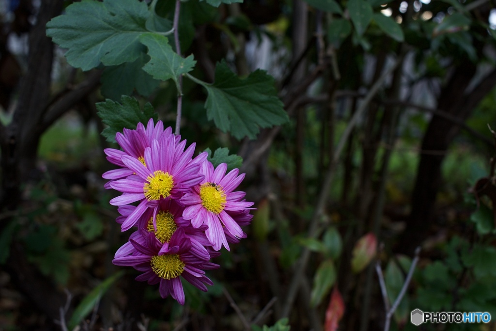 モスキートトラップ