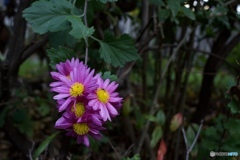 モスキートトラップ