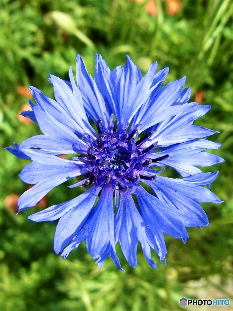 中のつぶつぶは花粉か