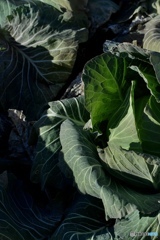 今日のキャベツ