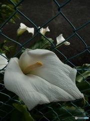 ED71B275-83B5-4478-BC05-C2897F7AA7C7