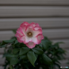 C0297F6A-28B6-4E56-9EC1-C00D4A554266