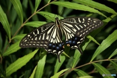 CE69A464-915B-4BC2-8705-42ACFDA44B42