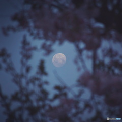 桜間月