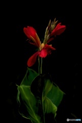 A0C2B168-959D-40EA-A612-166C245BF204