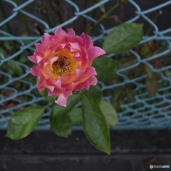 6823DE92-C9AB-40DD-9C65-6C3DF819978D