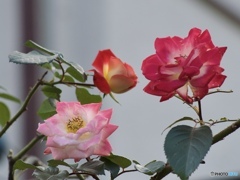 BB579BA7-C74B-47BC-AB25-8119AC3BD5B0