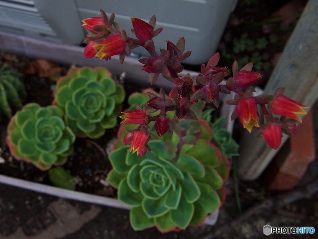 「多肉の花」