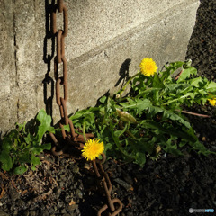 先端には鉄球〜Ball&Chain