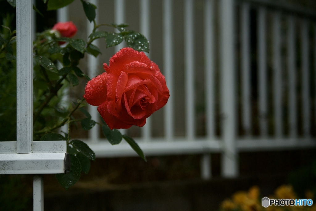 609D7FDE-6709-458E-A3FE-187996E4E7C0