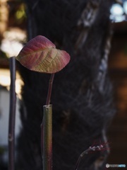 DD6B405B-D261-4435-9948-624B052A8B54