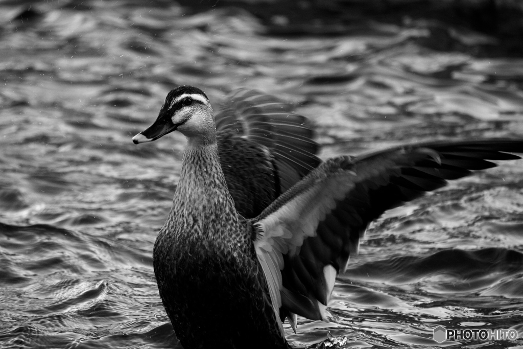 1FB1B805-7D4D-4FDD-85DA-B3107360EE26