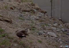 9BA6A10B-71BB-4518-9B1B-78998ED8F8CE