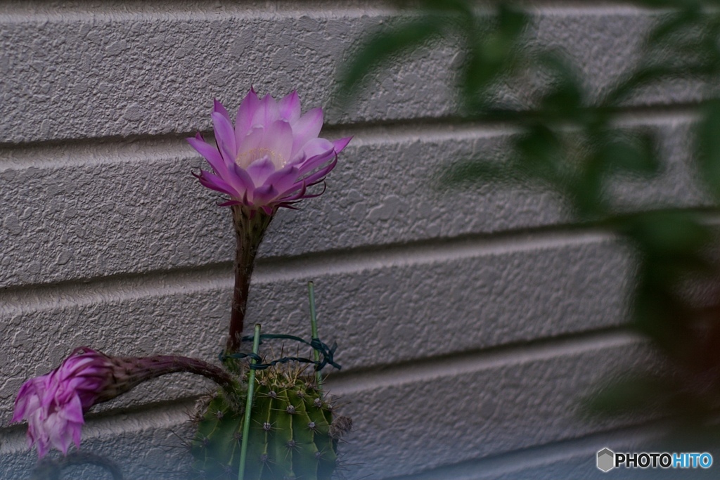 仙人掌花