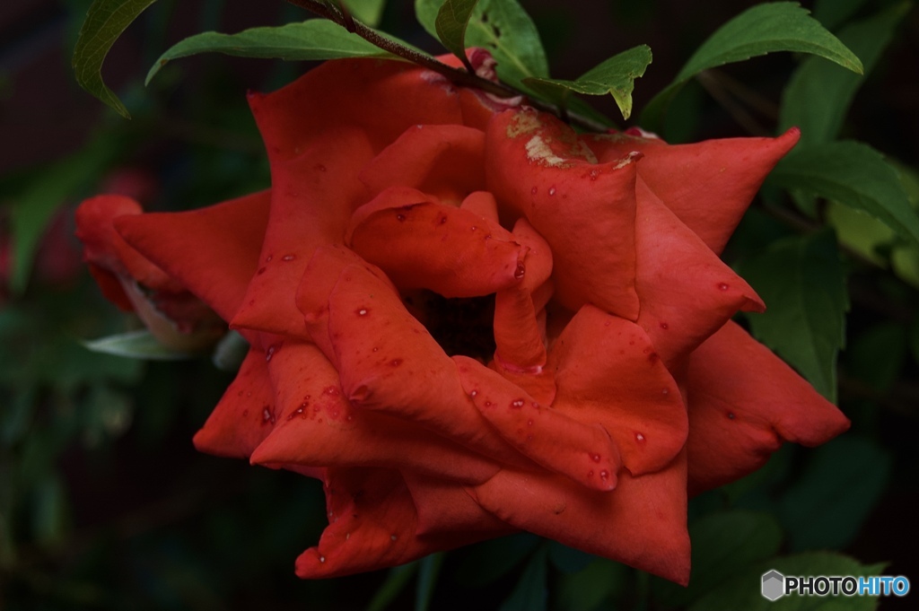 毒毒毒毒、毒毒、Kiss