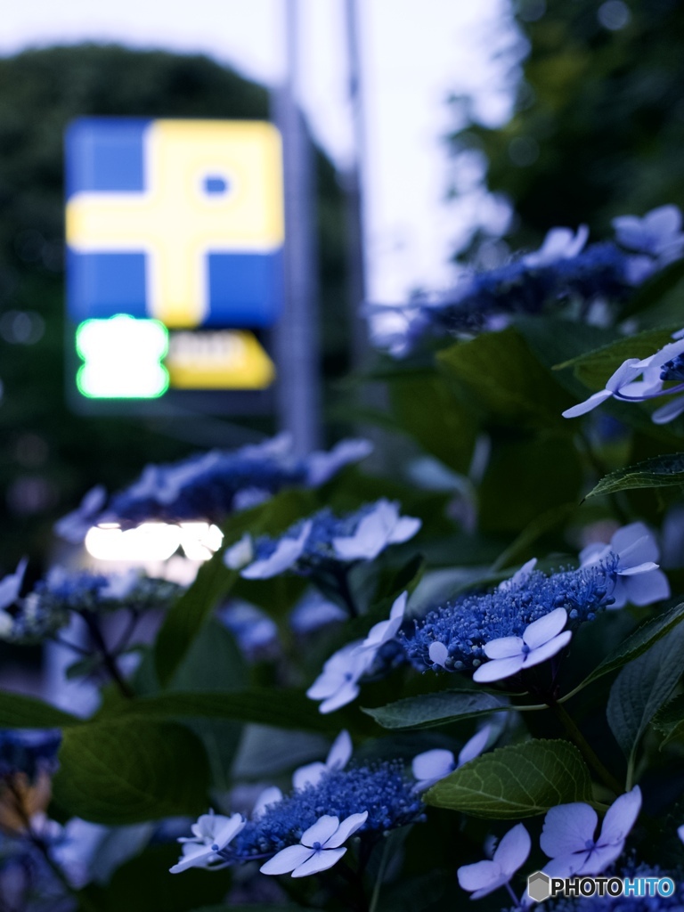 コインパー　キング