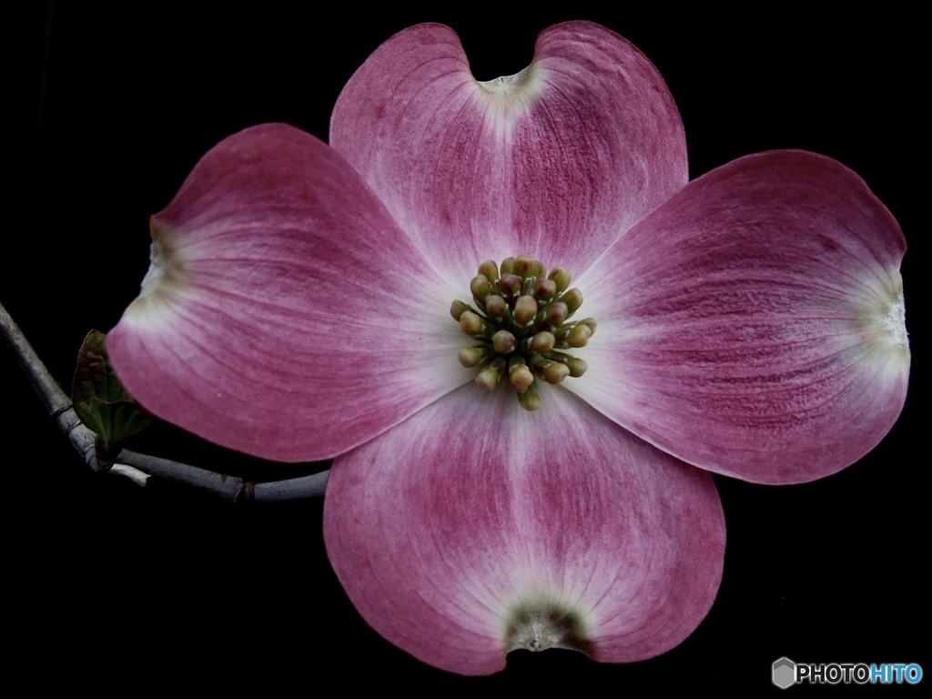 dogwood flower