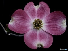 dogwood flower