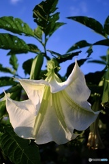 マリリン・モンロー