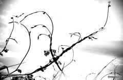 D6C339EB-287A-40F3-A51C-346F627B9A74