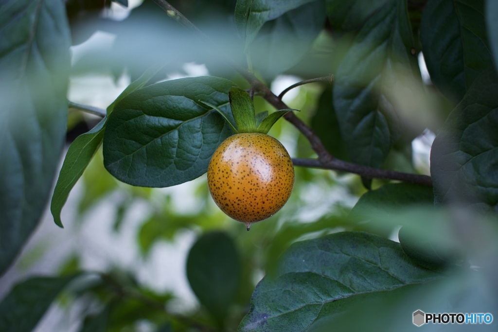 F0932787-41F0-44E3-AEAF-D1F65EB46565