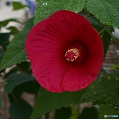59BFD934-2A8C-4D82-92C7-2097AA9A43C4