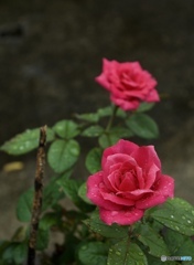 09C58C6A-2151-4A1A-B80D-8D270C377B81