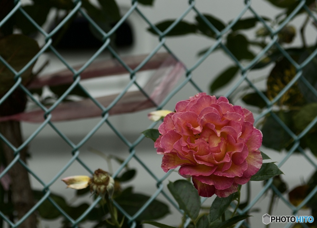 FDB75665-A9F8-4A32-98A6-2D84D5407276