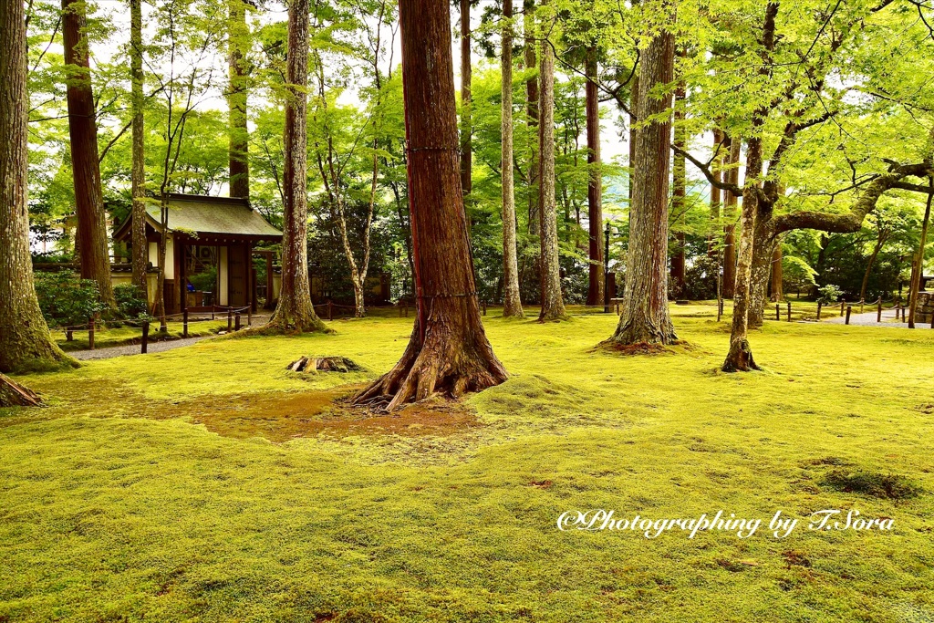 青紅葉と苔絨毯