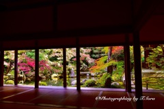 京都洛北　蓮華寺の紅葉（1）