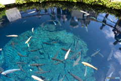 魚泳いでる