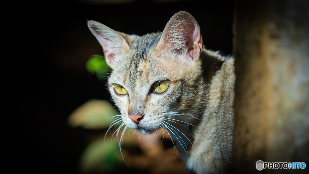 ラオスの猫