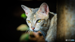 ラオスの猫