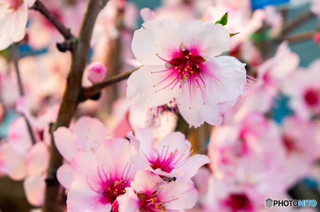 花