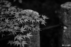 春のもみじ
