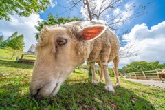 アリンコが見たヒツジ