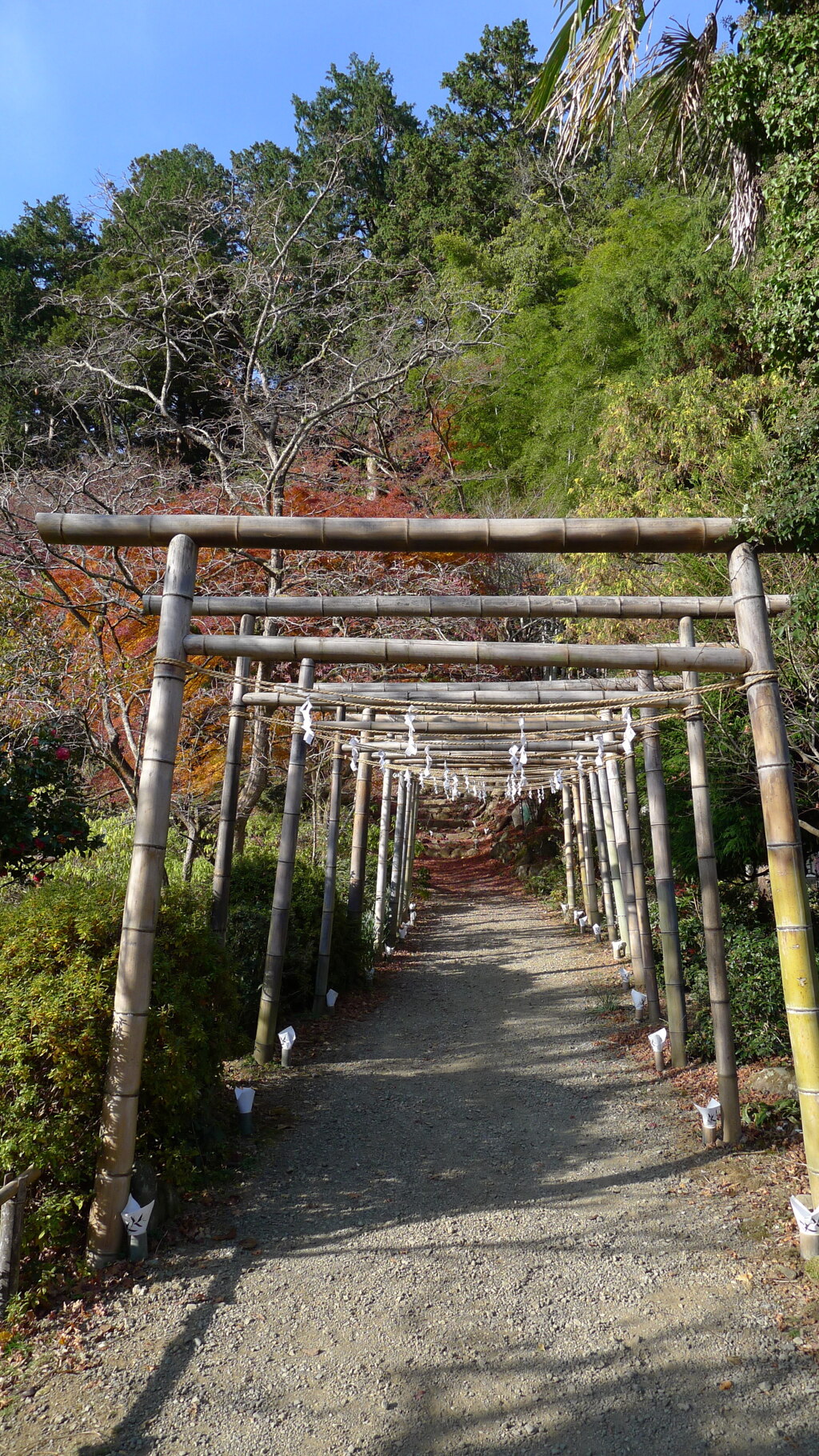 竹の鳥居