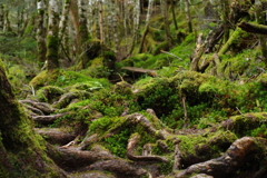北八ヶ岳苔の森