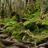 北八ヶ岳苔の森