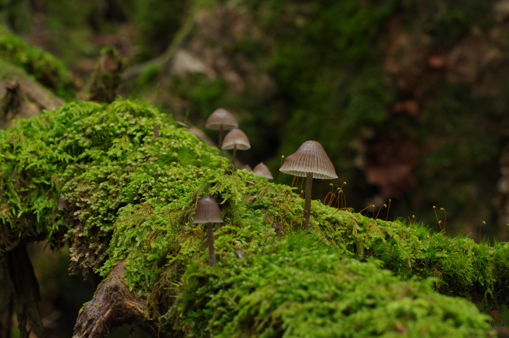 北八ヶ岳苔の森のキノコ