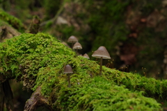 北八ヶ岳苔の森のキノコ