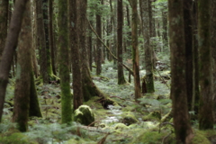 北八ヶ岳　白駒池アプローチ