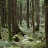 北八ヶ岳　白駒池アプローチ