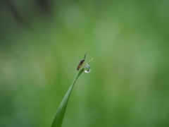 虫と雫