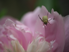 芍薬とカナブン