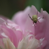 芍薬とカナブン