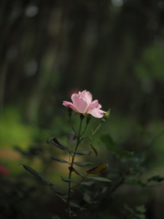 薔薇