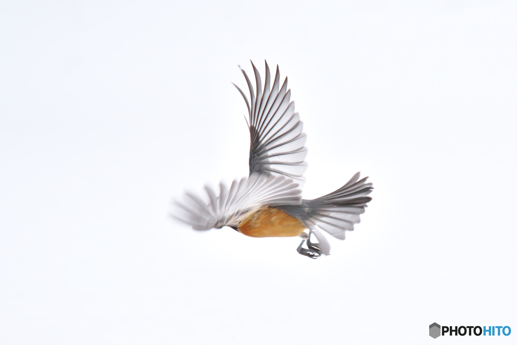 雪上の野鳥
