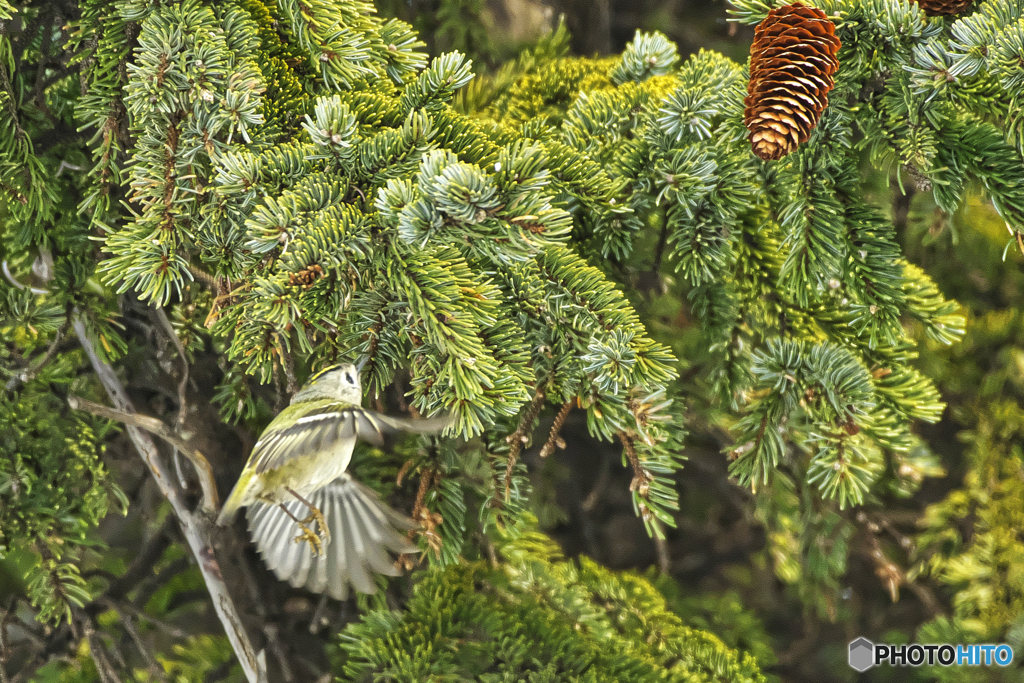 菊戴(Goldcrest)